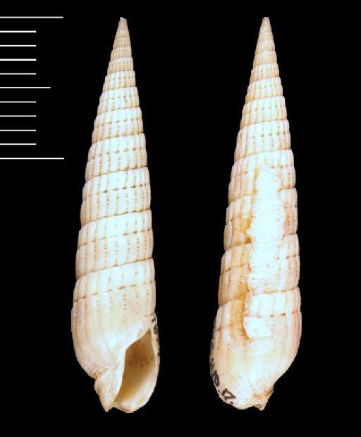 Terebra affinis Gray, 1834 - 1874.11.10.17/2-3_b