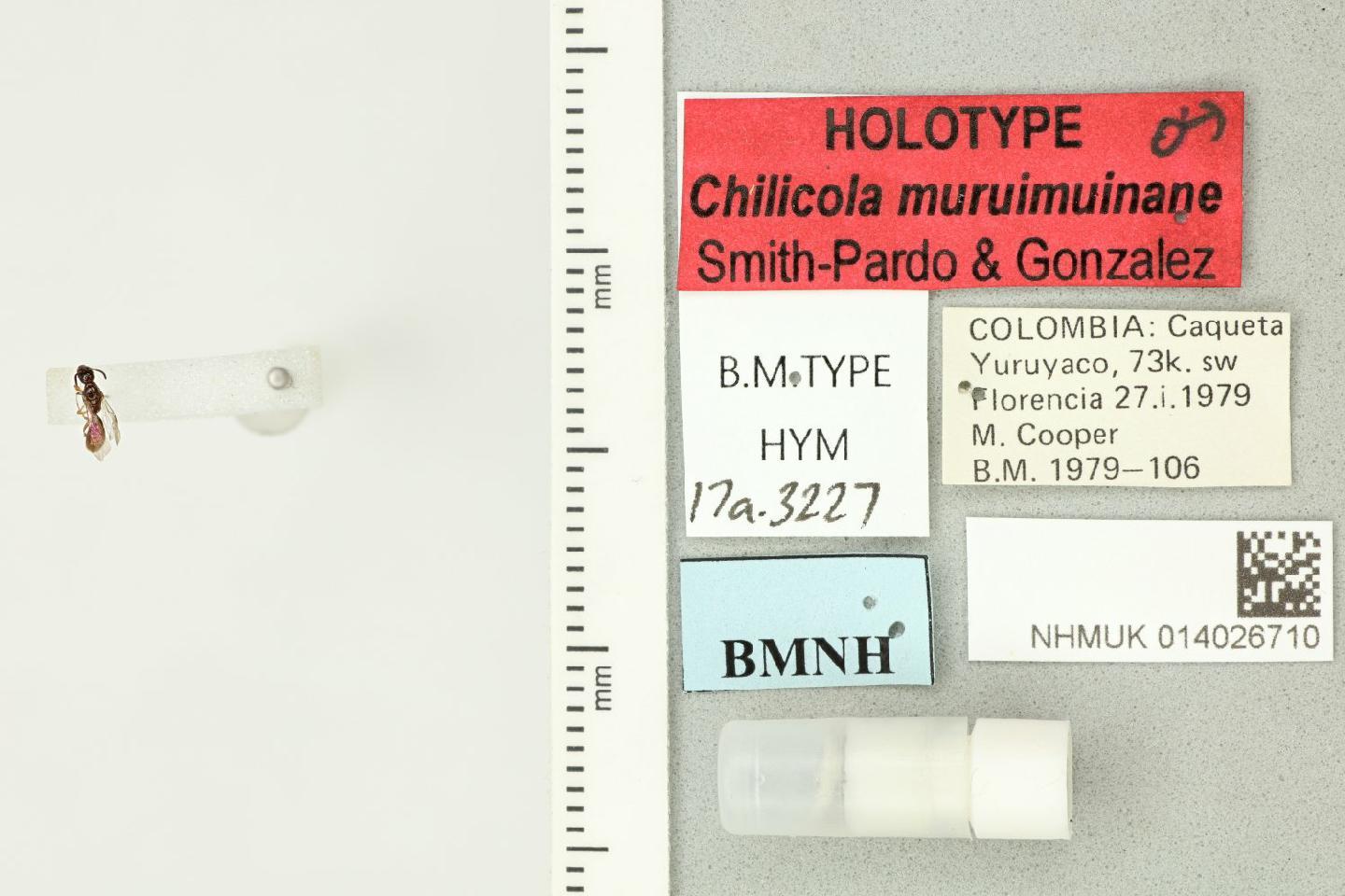 Chilicola muruimuinane