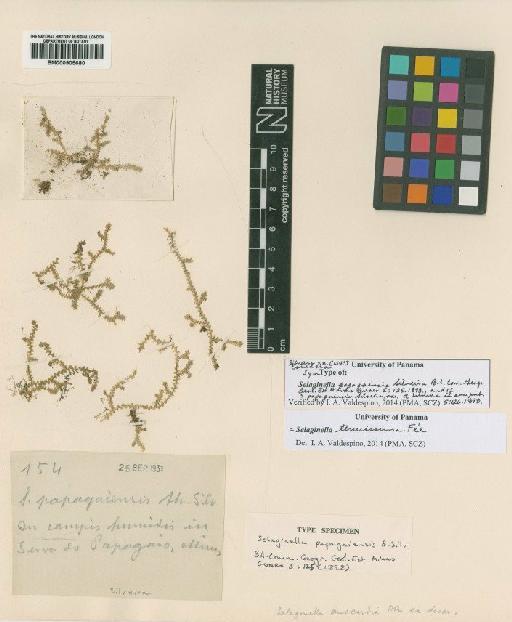 Selaginella tenuissima Fée - BM000905680