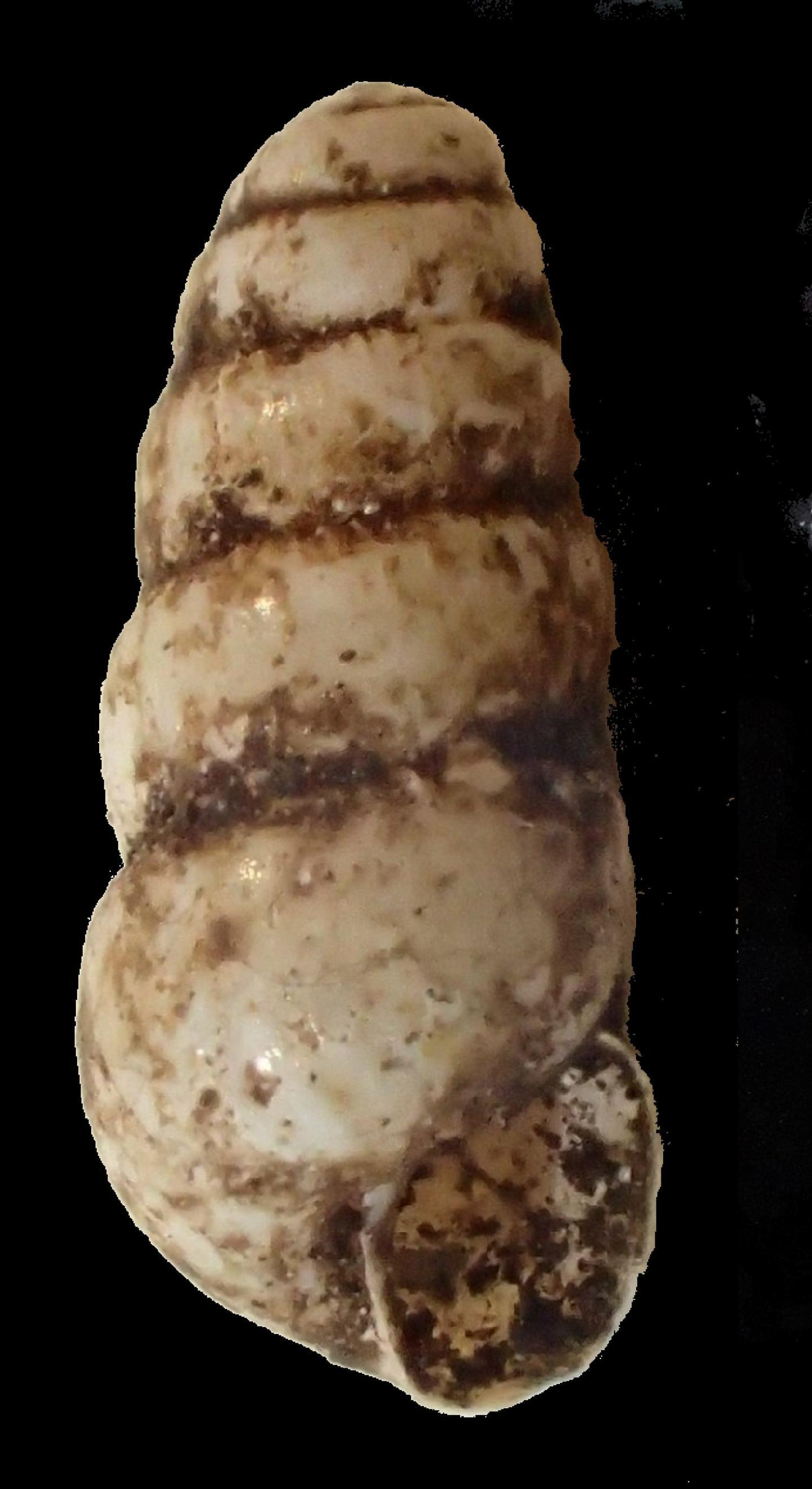 To NHMUK collection (Parvedentulina lavana J.Gerlach et al., 2023; HOLOTYPE; NHMUK:ecatalogue:10245885)