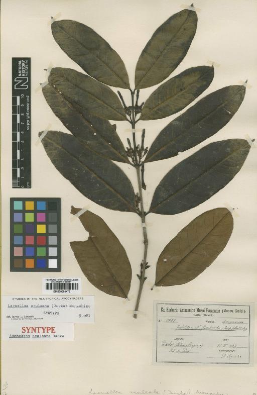 Lacmellea aculeata (Ducke) Monach - BM000901472