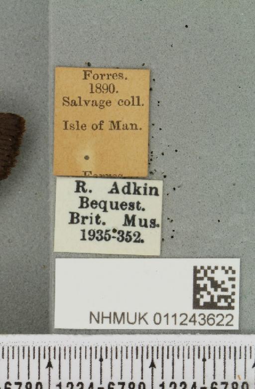Aporophyla nigra (Haworth, 1809) - NHMUK_011243622_label_644746