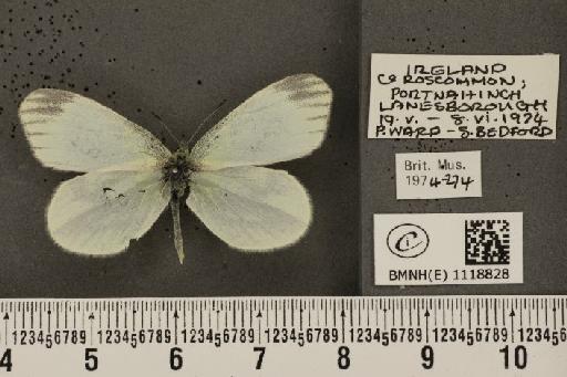 Leptidea sinapis juvernica Williams, 1946 - BMNHE_1118828_74033