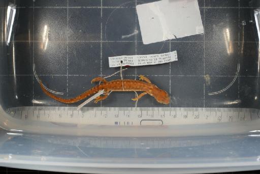 Pseudoeurycea gadovii - Image of specimen 1946.9.6.45