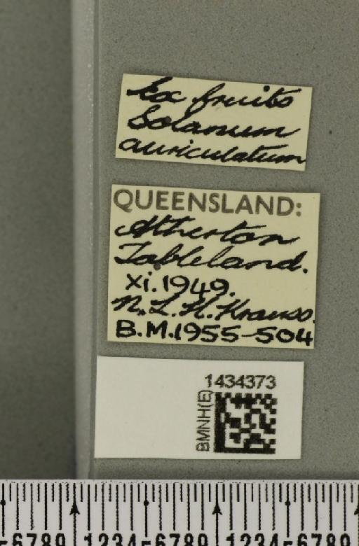 Bactrocera (Bactrocera) cacuminata (Hering, 1941) - BMNHE_1434373_label_28560