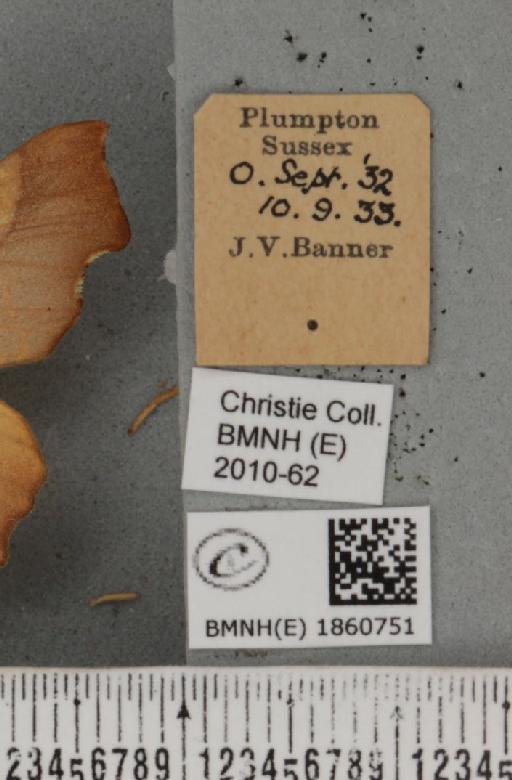 Ennomos fuscantaria (Haworth, 1809) - BMNHE_1860751_label_442990