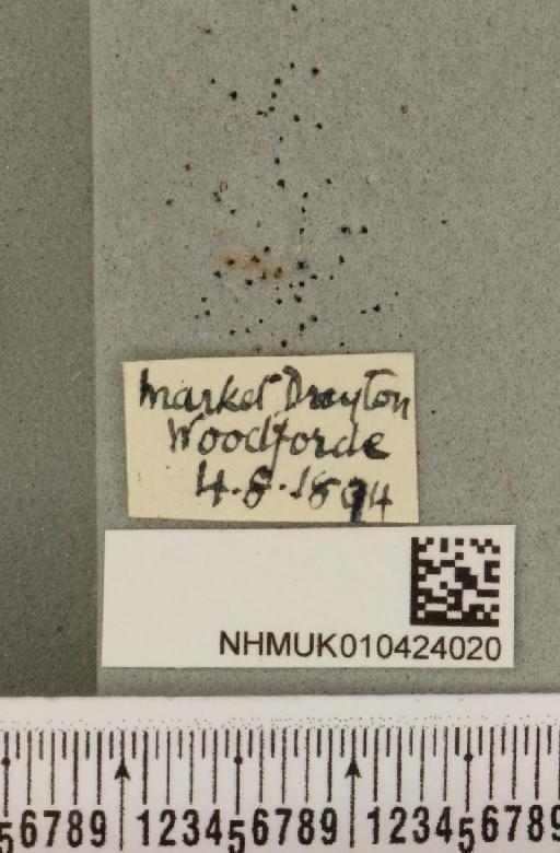 Hypena crassalis (Fabricius, 1787) - NHMUK_010424020_label_537297