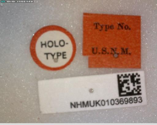 Lypha orbitalis Aldrich, 1934 - Lypha orbitalis HT labels 2