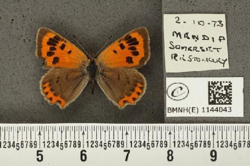 Lycaena phlaeas eleus ab. extensa Tutt, 1906 - BMNHE_1144043_108891