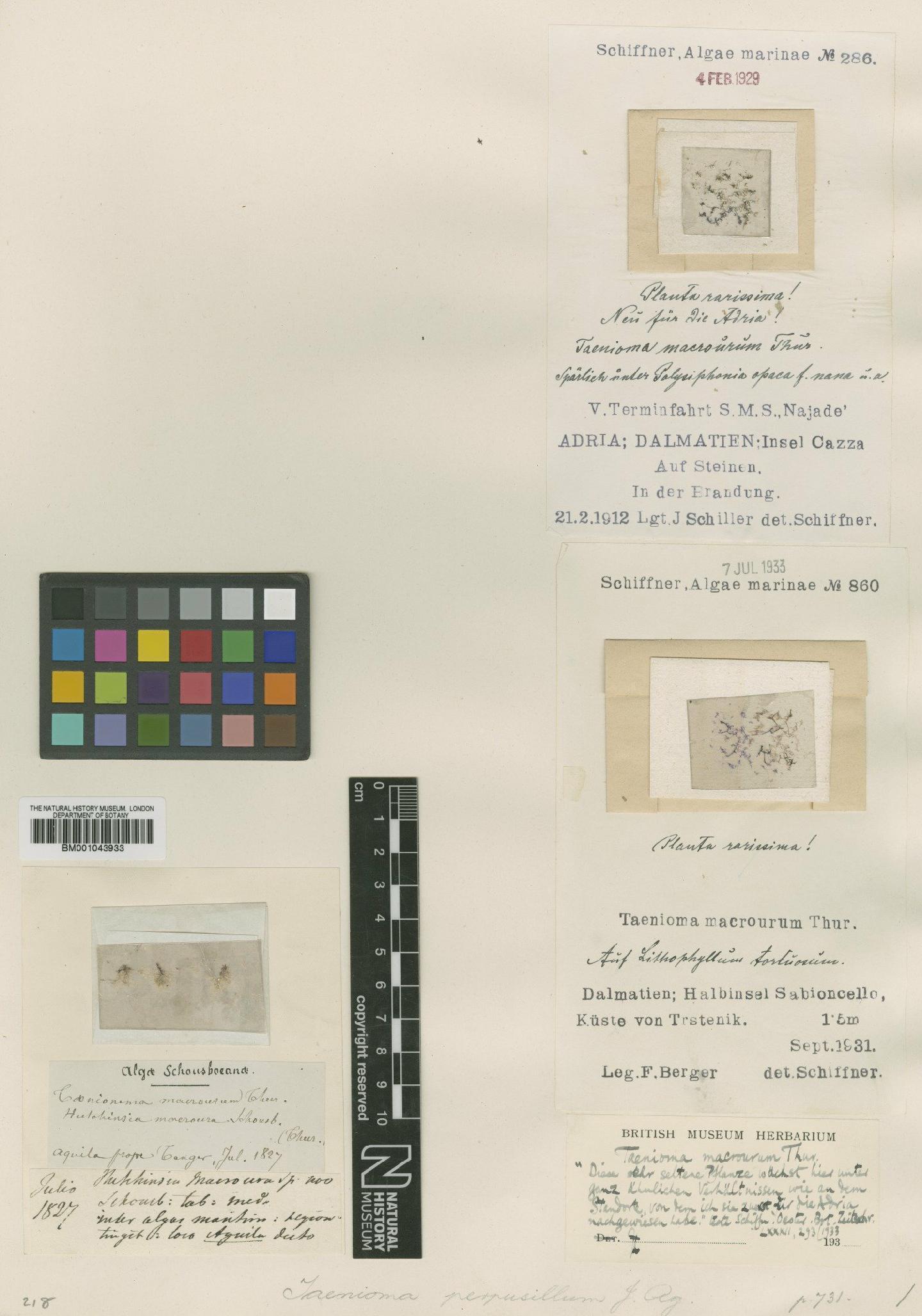 To NHMUK collection (Taenioma nanum (Kütz.) Papenf.; TYPE; NHMUK:ecatalogue:2392953)