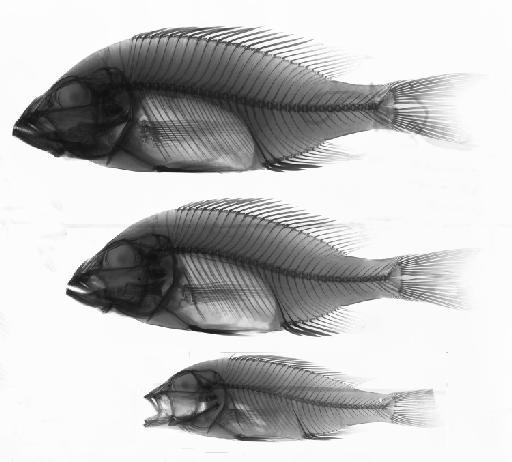 Haplochromis atritaeniatus Regan, 1922 - BMNH 1921.9.6.179-180, LECTOTYPE & PARALECTOTYPE, Haplochromis atritaeniatus