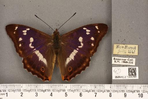 Apatura iris ab. pallida-pupillata Osthelder, 1925 - BMNHE_1086289_63249