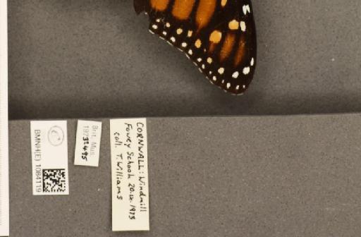 Danaus plexippus (Linnaeus, 1758) - BMNHE_1084119_label_53279