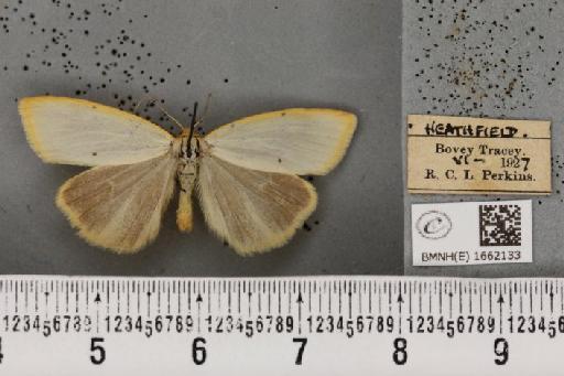 Cybosia mesomella (Linnaeus, 1758) - BMNHE_1662133_258442