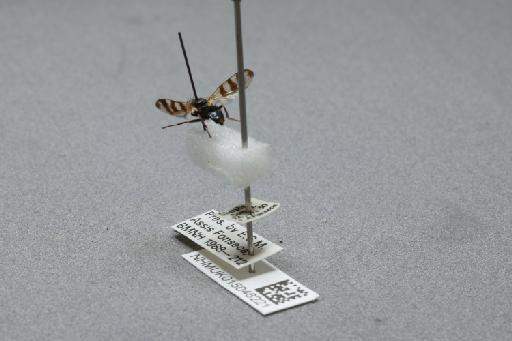 Ceroxys urticae (Linnaeus, 1758) - 015046221_additional_2