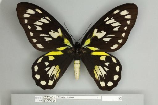 Ornithoptera victoriae epiphanes Schmid, 1970 - 013602759__