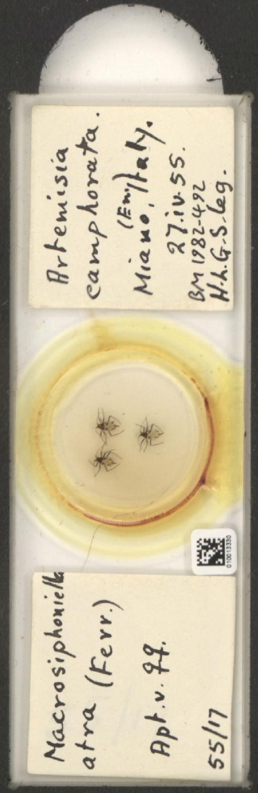 Macrosiphoniella atra Ferrari, 1872 - 010013330_112659_1094717
