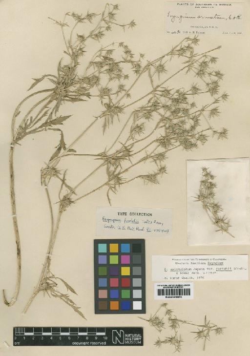 Eryngium aristulatum var. parishii (J.M.Coult. & Rose) Mathias & Constance - BM000900970