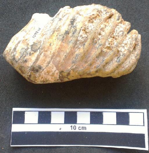 Palaeoloxodon cypriotes (Bate, 1904) - M 8601