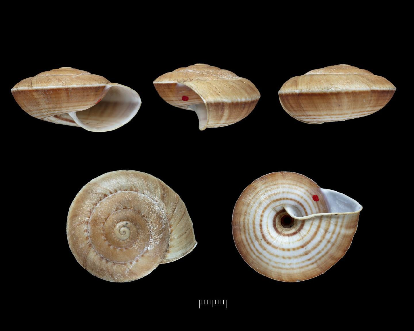 To NHMUK collection (Helix amazonica Reeve, 1854; SYNTYPE; NHMUK:ecatalogue:9418561)