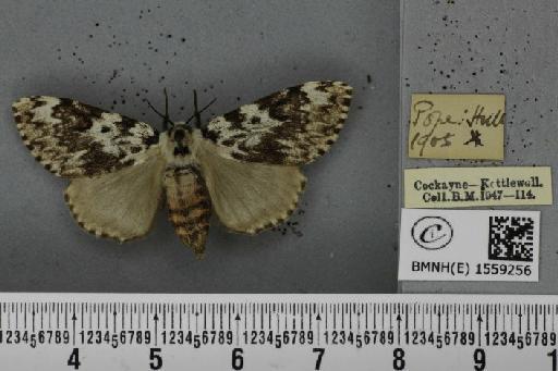 Lymantria monacha ab. mediofasciata Lempke, 1947 - BMNHE_1559256_251962