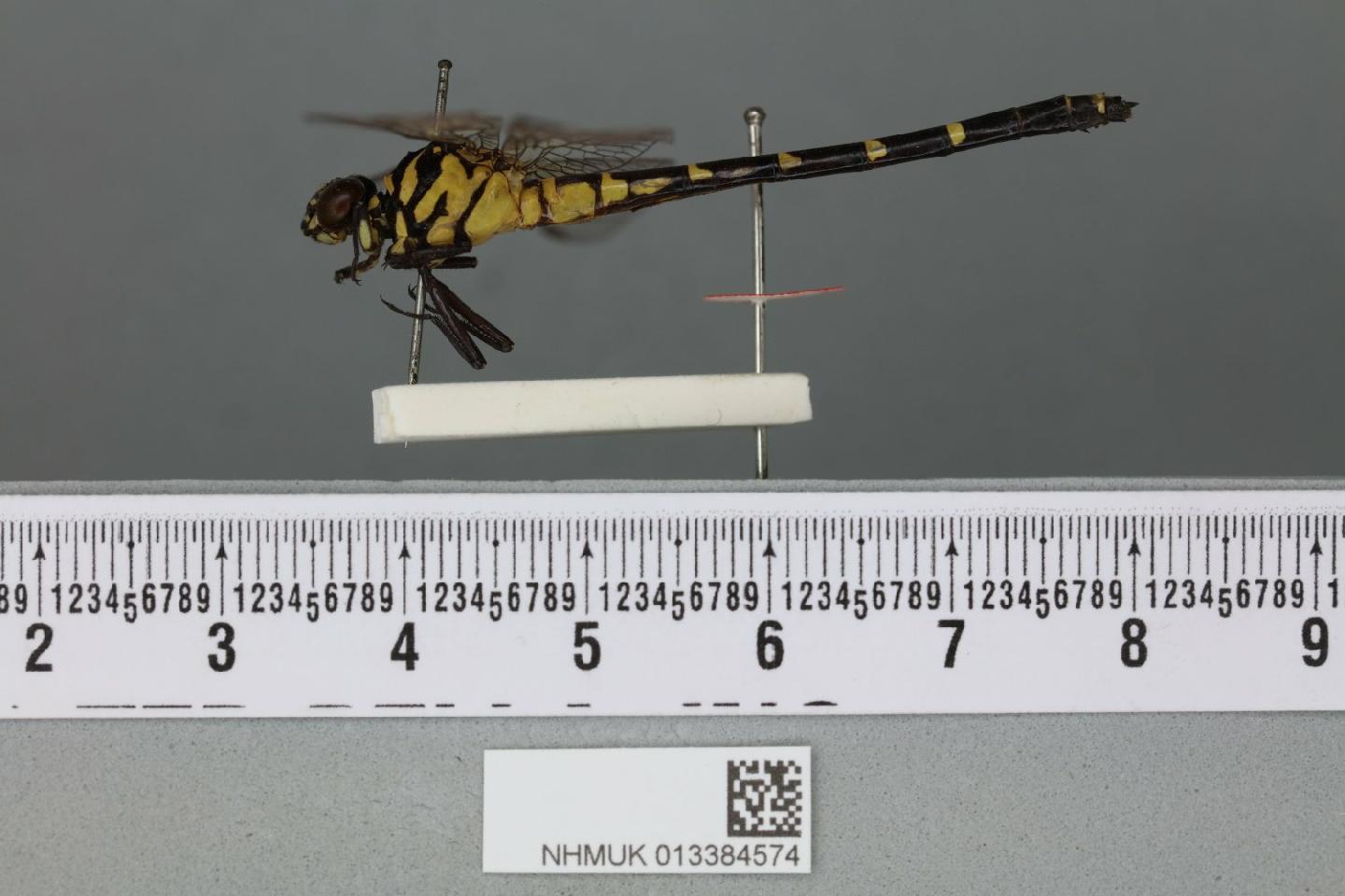 Burmagomphus hasimaricus