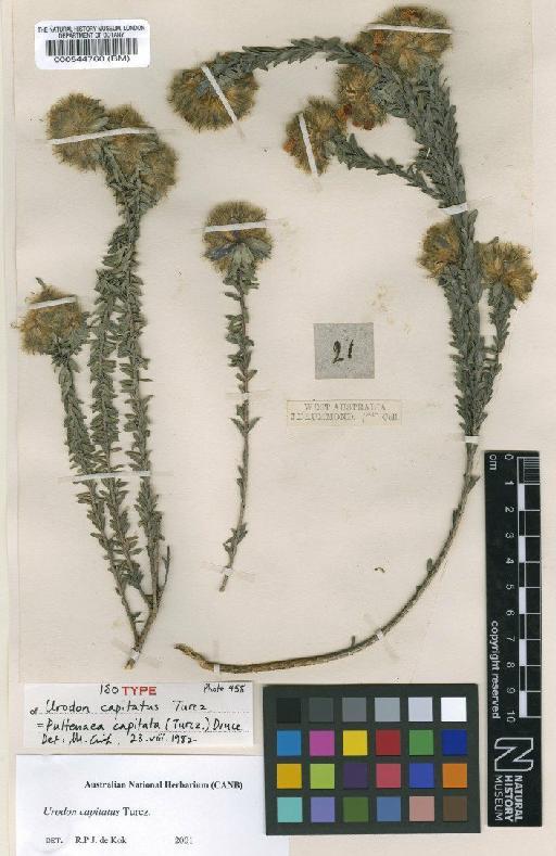 Pultenaea capitata (Turcz.) Druce - BM000544760