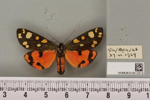 Callimorpha dominula (Linnaeus, 1758) - NHMUK_010412519_522476