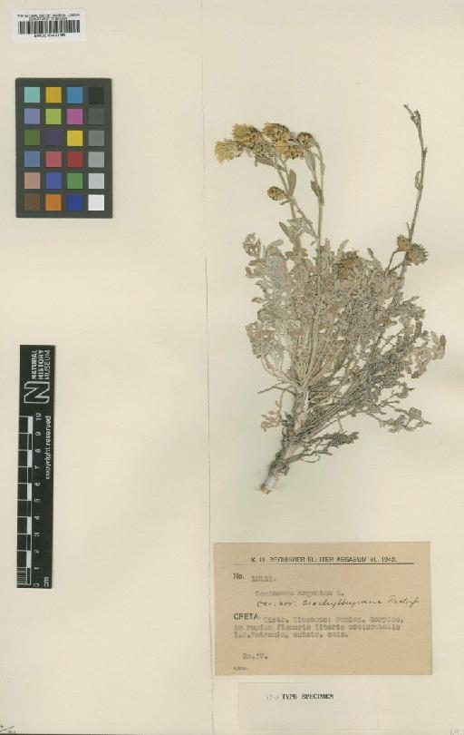 Centaurea argentea L. - BM001043198