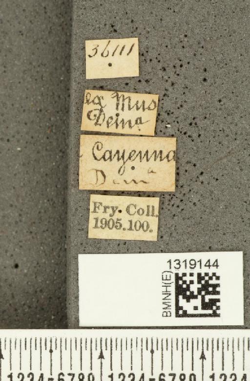 Diabrotica trifasciata (Fabricius, 1801) - BMNHE_1319144_label_17777