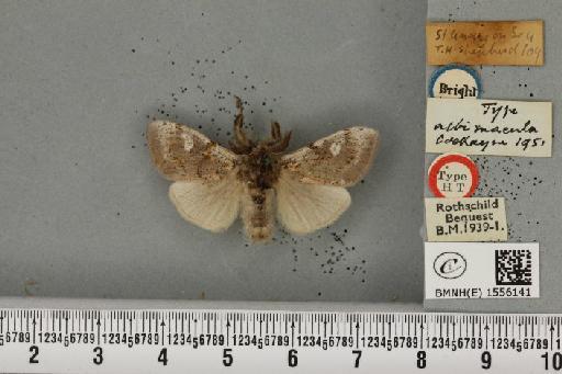 Dicallomera fascelina ab. albimacula Cockayne, 1951 - BMNHE_1556141_255949