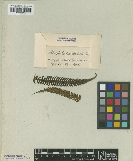 Alsophila canelensis Rosenst. - BM000937683