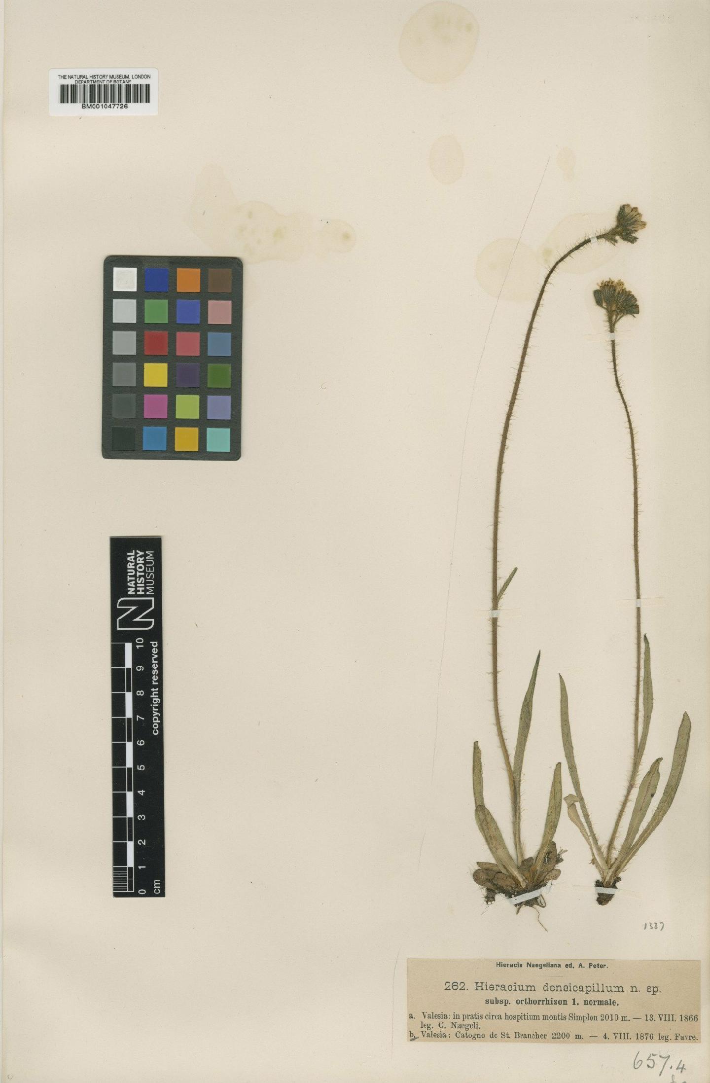 To NHMUK collection (Hieracium laggeri subsp. orthorrhizon Nägeli & Peter; NHMUK:ecatalogue:2813181)