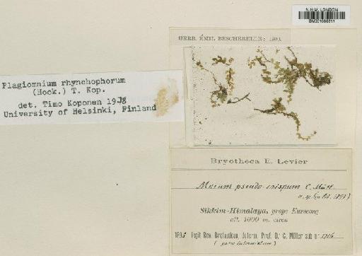 Plagiomnium rhynchophorum (Hook.) T.J.Kop. - BM001086811