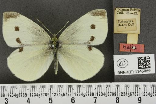 Pieris rapae rapae (Linnaeus, 1758) - BMNHE_1145069_99563