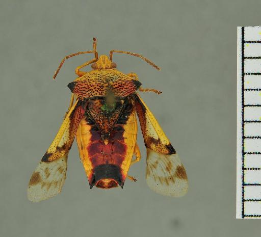 Elasmostethus nilgirensis Dallas - 010582798_Elasmostethus nilgirensis Distant_ST2_male_D_Nilgiri