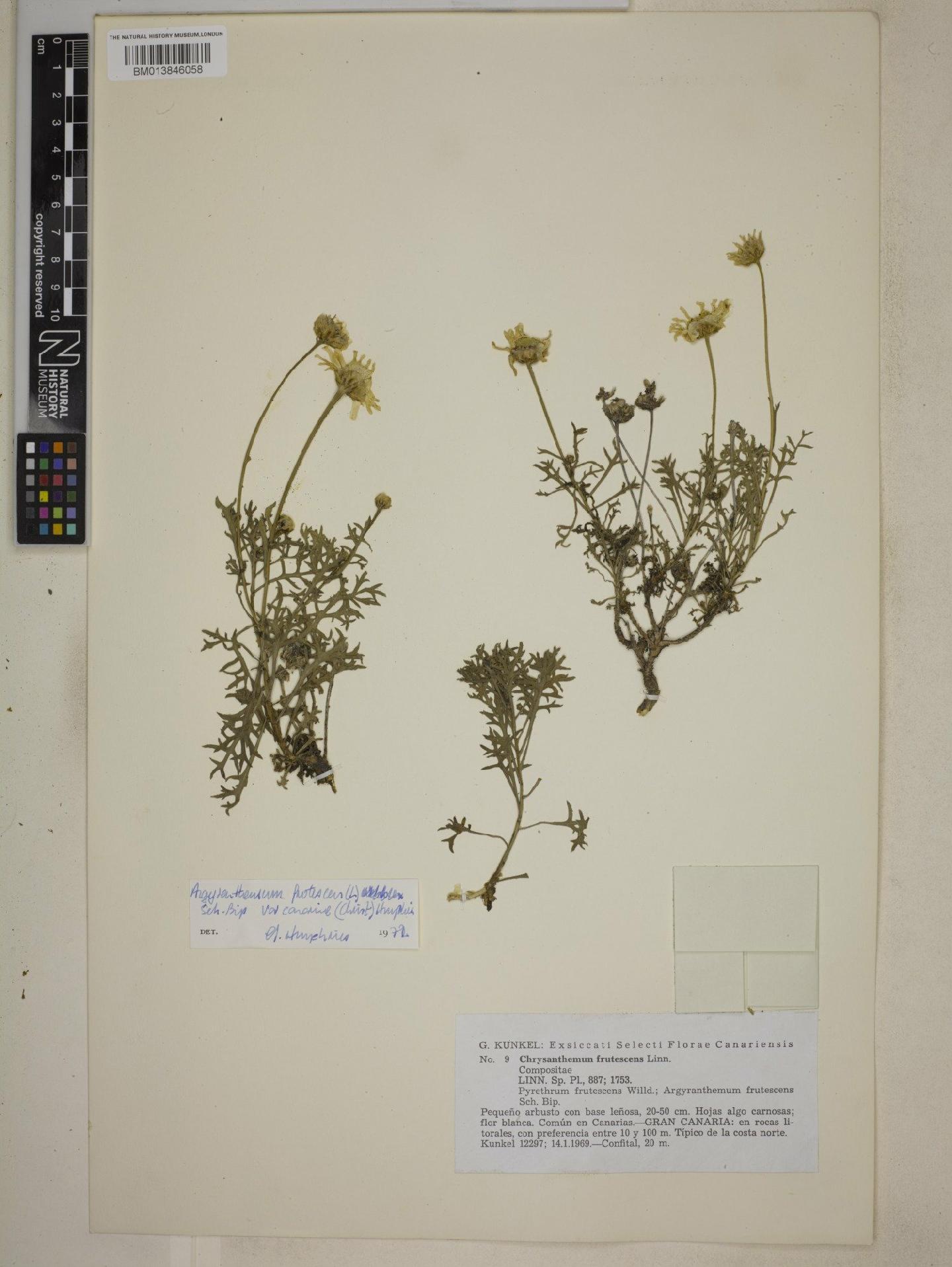 To NHMUK collection (Argyranthemum frutescens subsp. canariae (Christ) Humphries; NHMUK:ecatalogue:9073247)