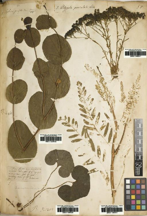 Astragalus michauxii (Kuntze) F.J.Herm. - BM001046850