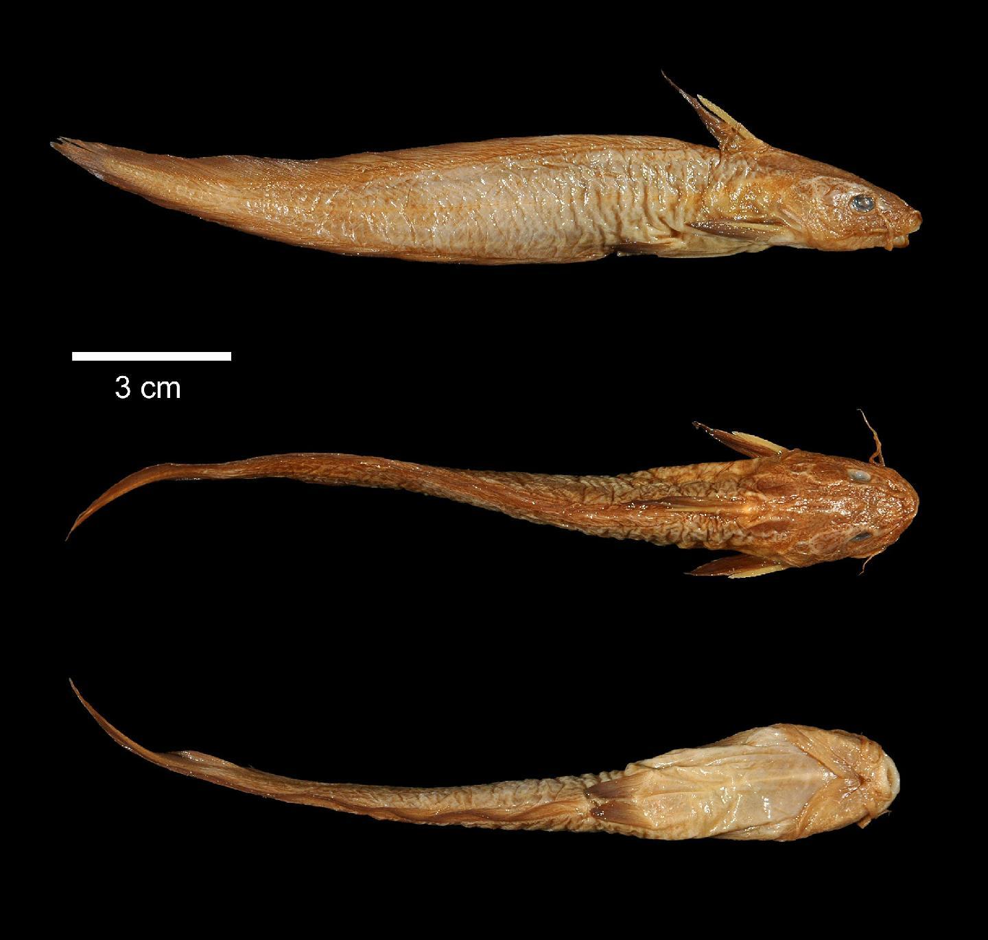 To NHMUK collection (Copidoglanis obscurus Günther, 1864; HOLOTYPE; NHMUK:ecatalogue:2584431)