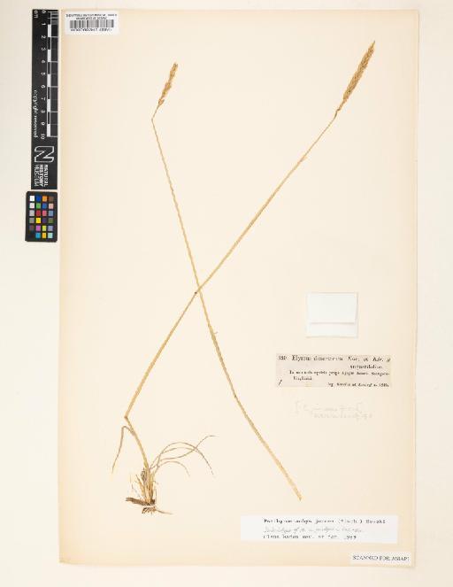 Psathyrostachys juncea (Fisch.) Nevski - 000060343