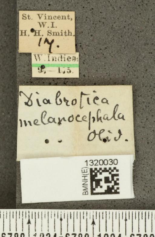 Diabrotica sinuata (Olivier, 1789) - BMNHE_1320030_label_17649