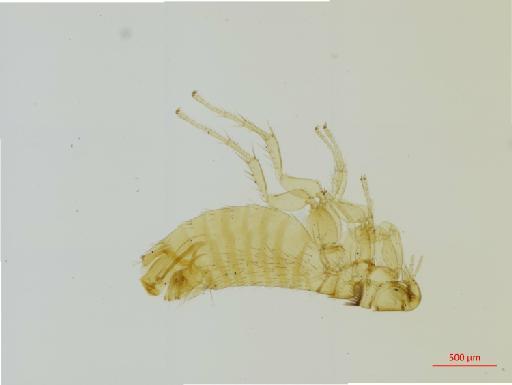 Palaeopsylla kohauti Dampf, 1911 - 010177334__2016_12_13-Scene-1-ScanRegion0