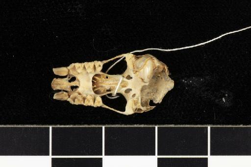 Rhinolophus euryotis timidus K. Andersen, 1905 - 1860_1_10_5-Rhinolophus_euryotis_timidus-Holotype-Skull-occlusal