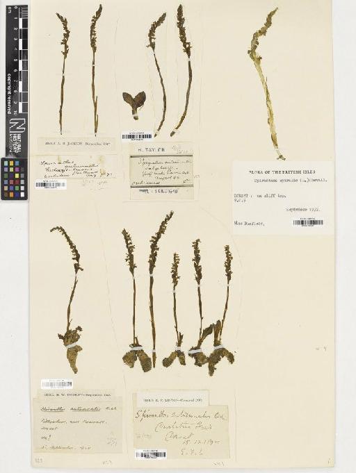 Spiranthes spiralis (L.) Chevall. - BM001164304