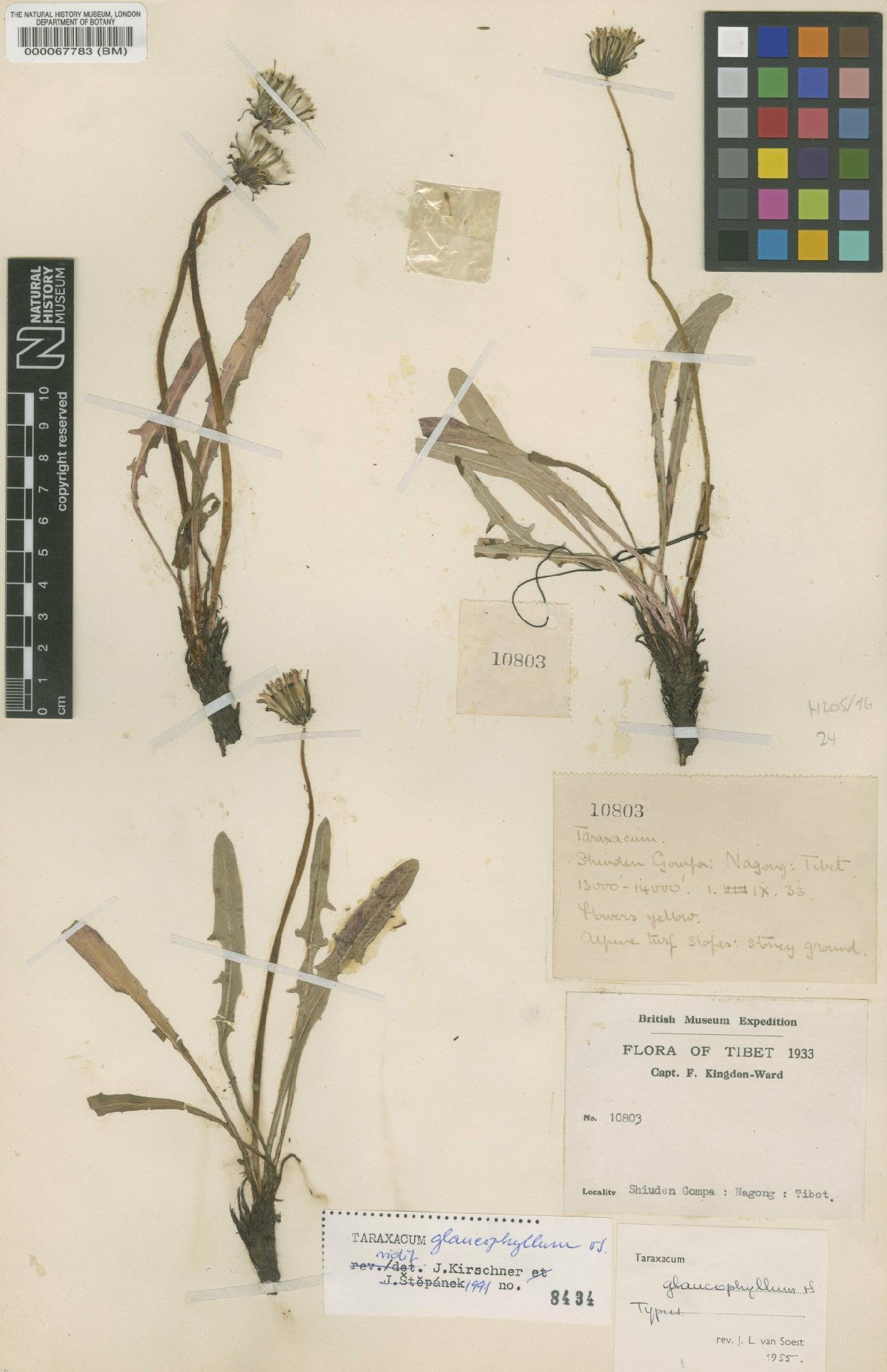 To NHMUK collection (Taraxacum glaucophyllum Soest; Type; NHMUK:ecatalogue:481715)