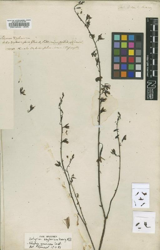 Eulophia graminea Lindl. - BM000048441