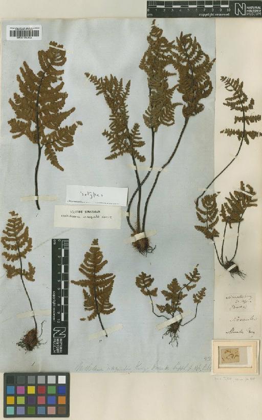 Notholaena inaequalis Kunze - BM001067932