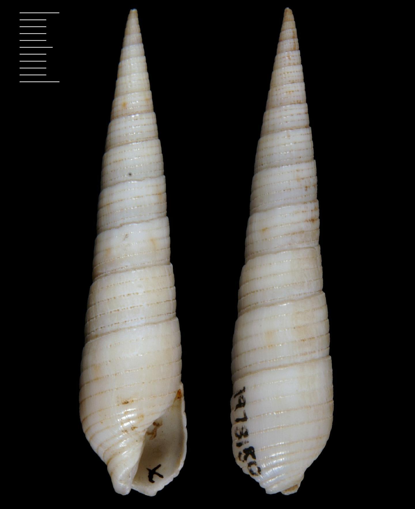 To NHMUK collection (Terebra circumcincta Deshayes, 1857; HOLOTYPE; NHMUK:ecatalogue:3508359)