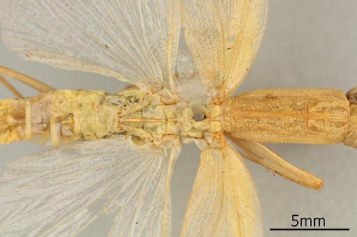 Orthodera gracilis Giglio-Tos, 1917 - 013805551_Orthodera_gracilis_Dorsal_thorax_Syntype