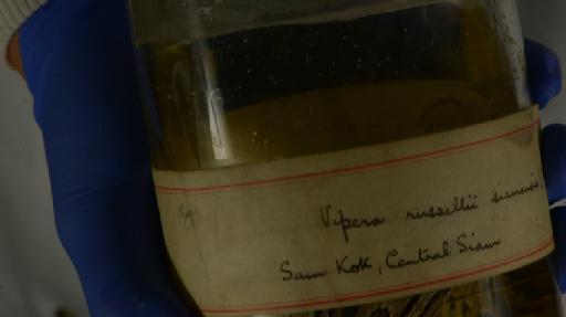 Vipera russelii siamensis Smith,  1917 - Image of specimen 1946.1.18.8 also registered as 1927.11.24.1